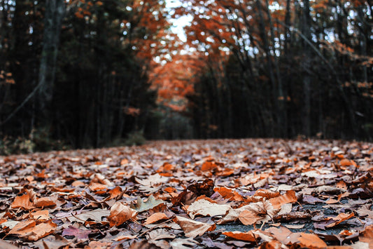 Welcoming Autumn: Our Favourite Season